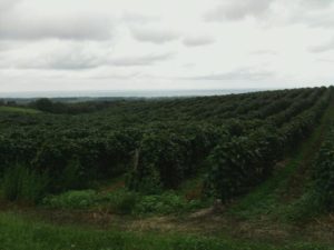 vineyards near Erie, PA