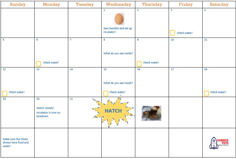 We made a calendar to keep track of the weeks leading up the big day. To download the calendar and another free printable, visit ScienceTots.org!