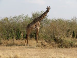 One of the many beautiful giraffes we saw.