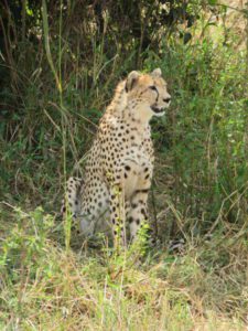 A cheetah contemplating his next meal.