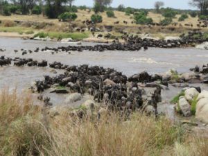 Thousands of wildebeest crossing the Mara River on their way into Kenya.